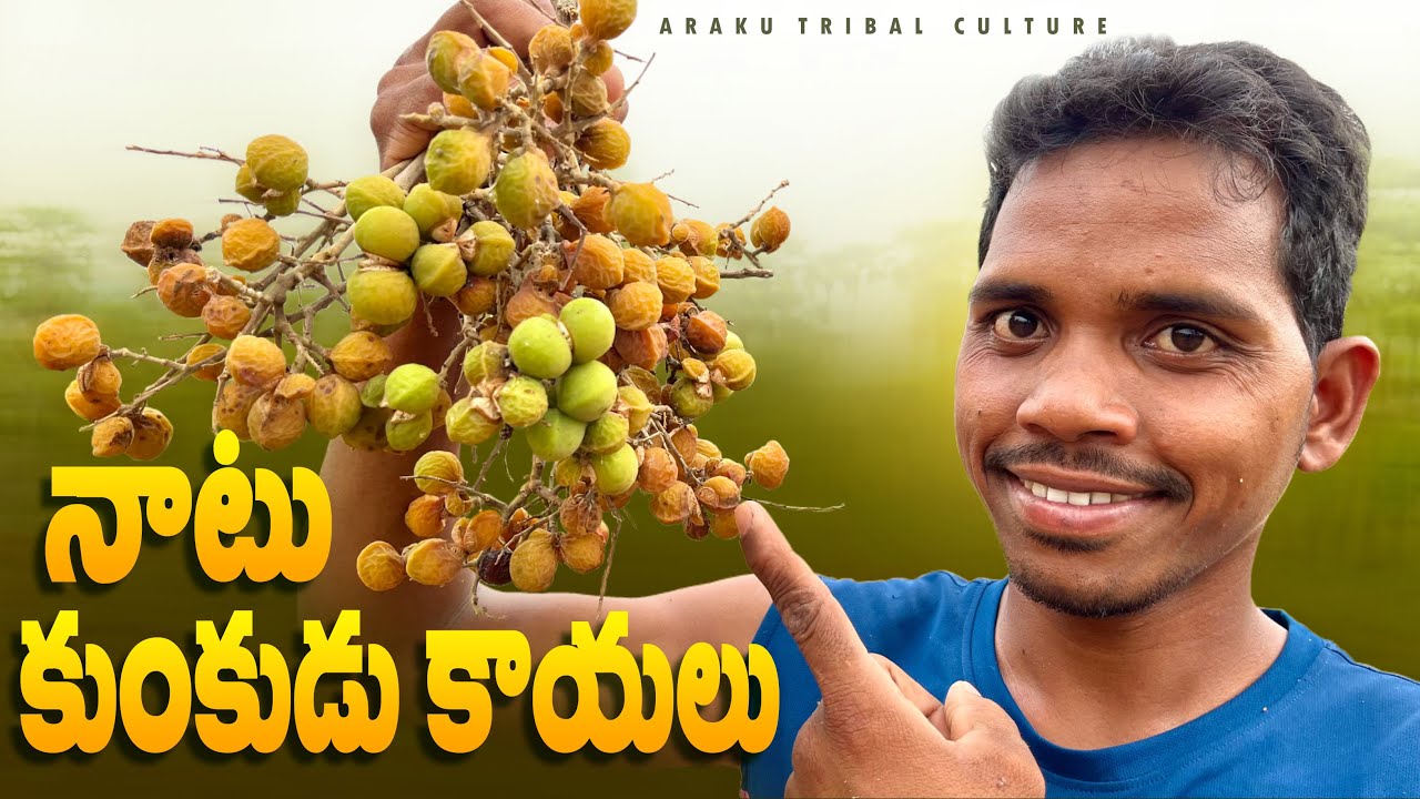 Soapnut : చెట్టుపై పండిన కుంకుడు కాయలు || సహజమైన షాంపూ || Araku tribal culture