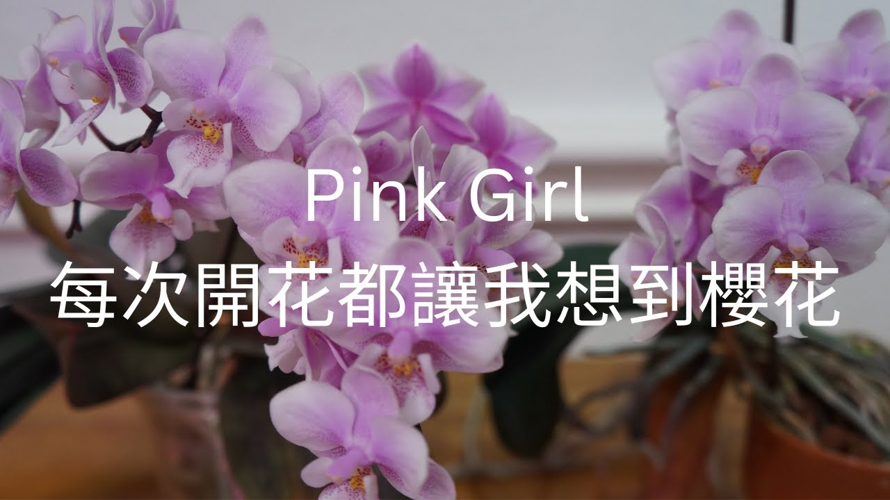[CC/字幕] Always Reliable! My 2 Phal. Pink Girl (schilleriana x Zuma's Pixie) | Orchid Care Tips