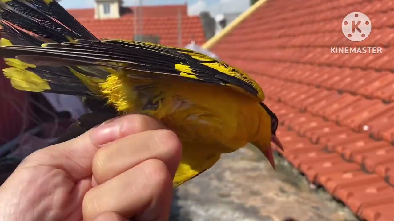 Phân biệt chim Vàng Anh trống, mái  (đã  hết)