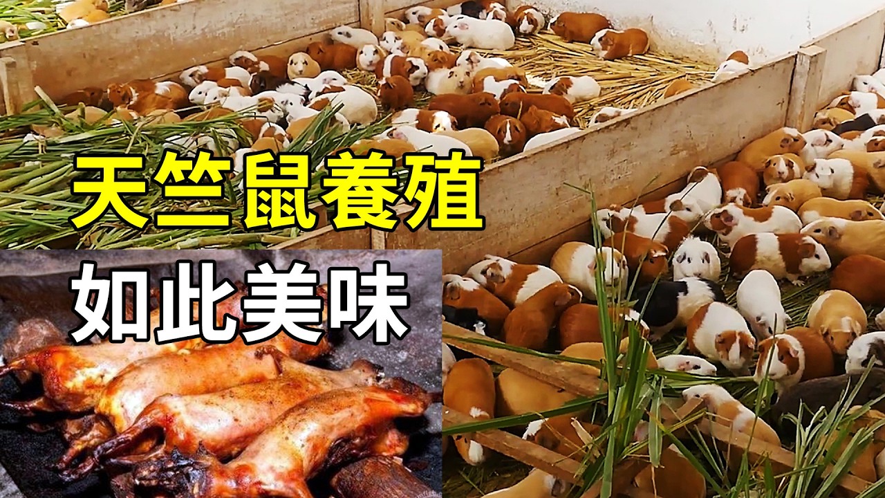 荷蘭豬的秘密，末日養殖備選物種，養殖過程大開眼界