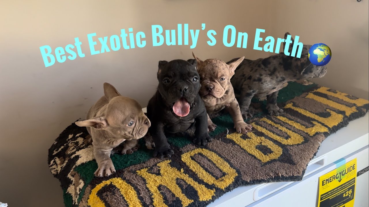 Best Micro Exotic Bully’s On YouTube🥶