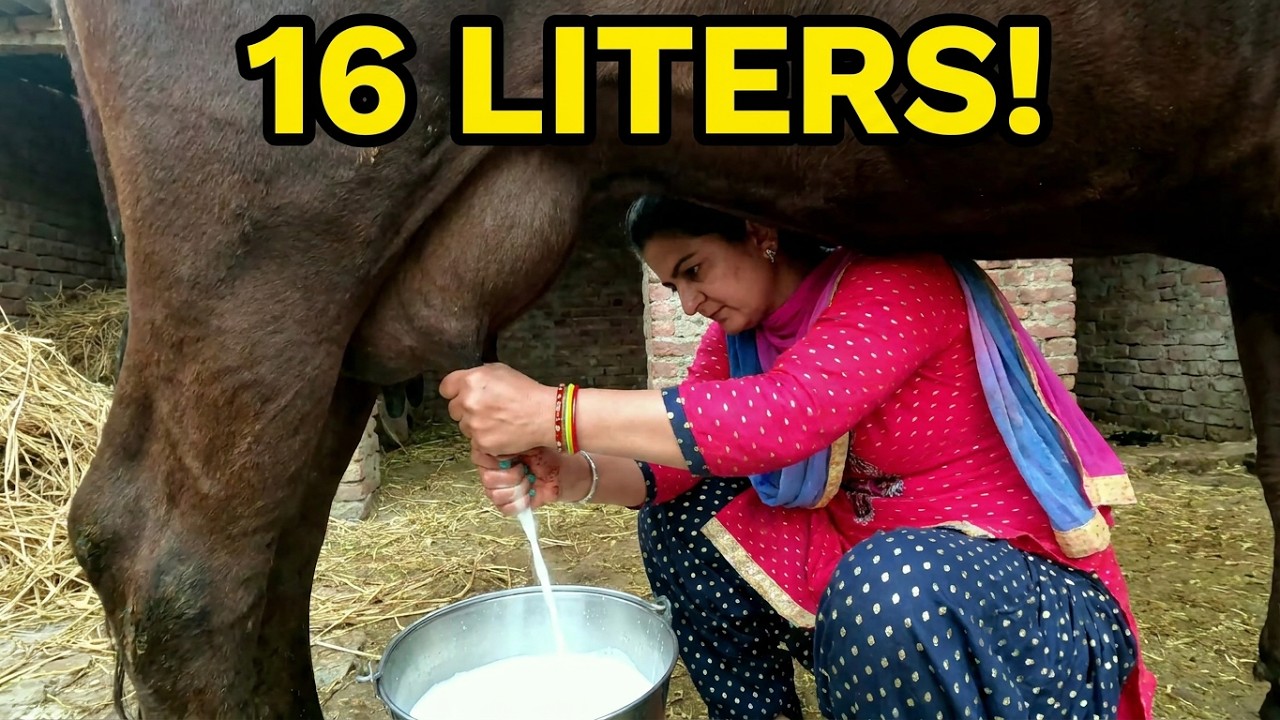 Top High milk yielding foreign cow | Cow milking by Hand #cows #villagevlog #villagelife