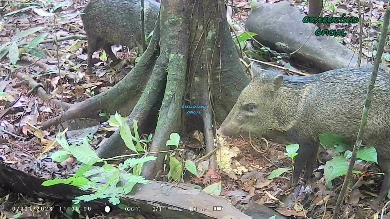 Fiz uma ceva de milho no cano pvc, já deu os primeiros resultados @observatoriooficial8815 