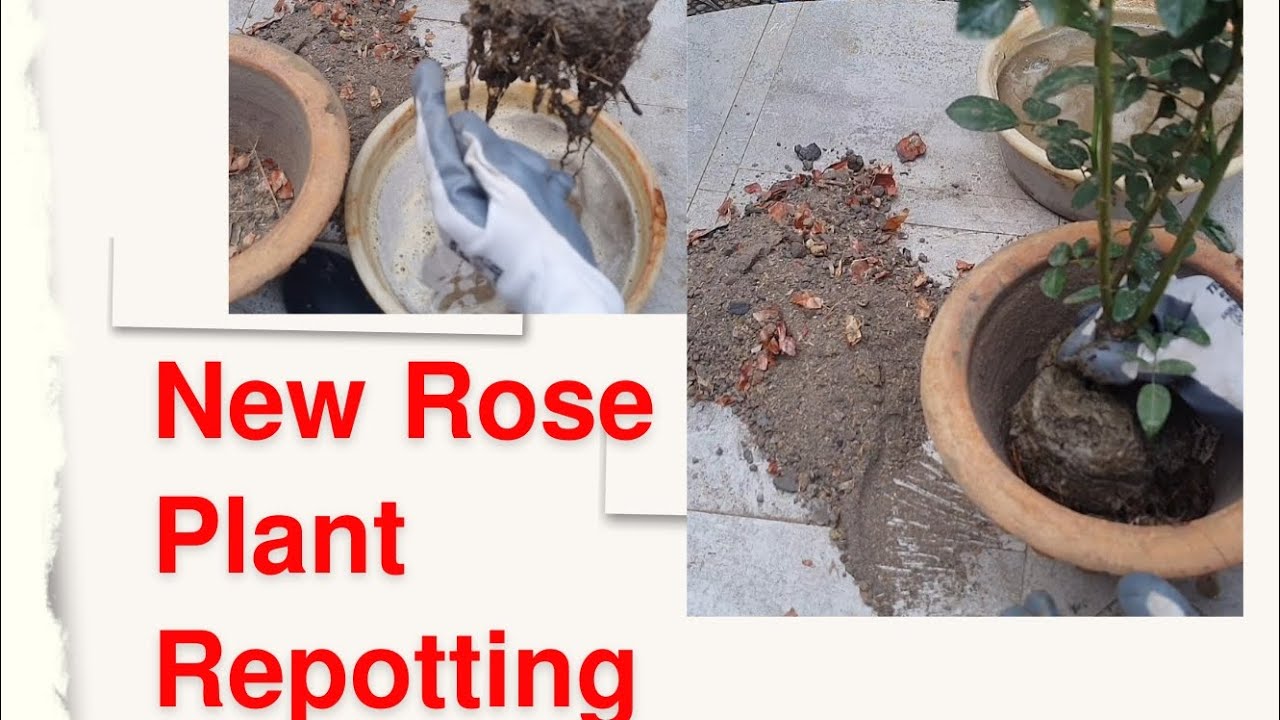 Nursery से new rose plant लाये तो कैसे लगाएं ||soil media मे rose plant की repotting||simply shabana