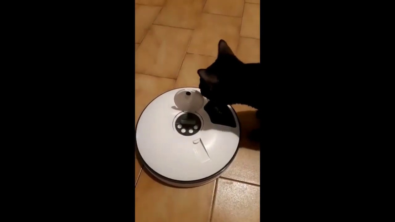 Lacyie Mangiatoia Automatica per Cani e Gatti, Utilissima in nostra assenza