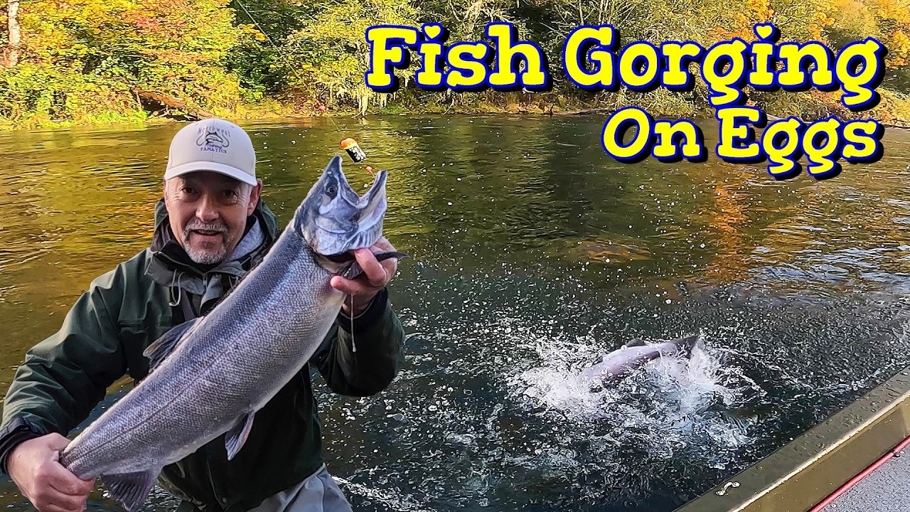 Silver Salmon Gorging on Eggs