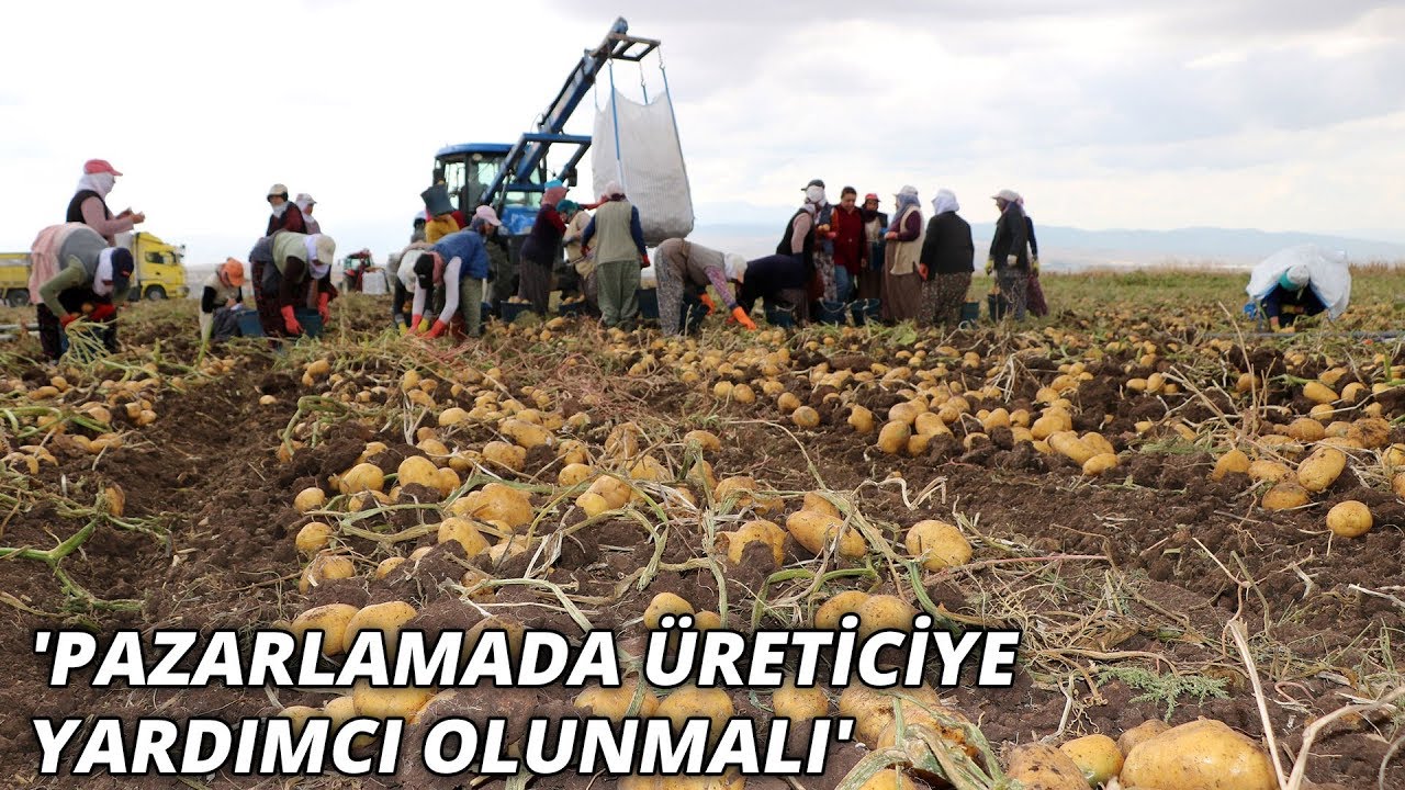 Sandıklı, patateste 200 bin ton rekolte bekliyor