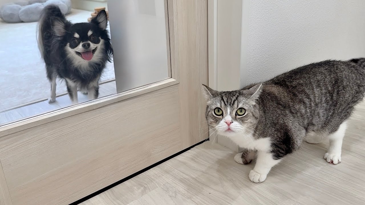 訳あって家にチワワを連れてきたら生まれて初めて犬を見た猫がこうなっちゃいました…
