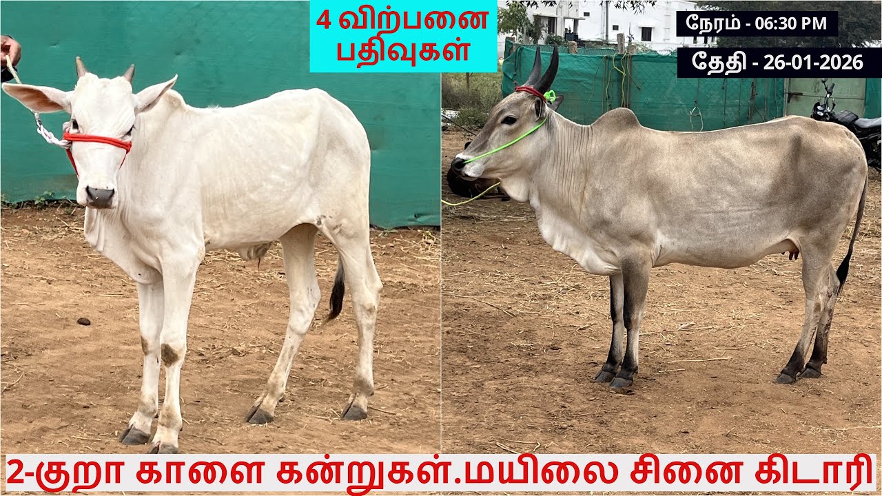 4-விற்பனை பதிவுகள்.2-குறா காளை கன்றுகள்.மயிலை சினை கிடாரி.