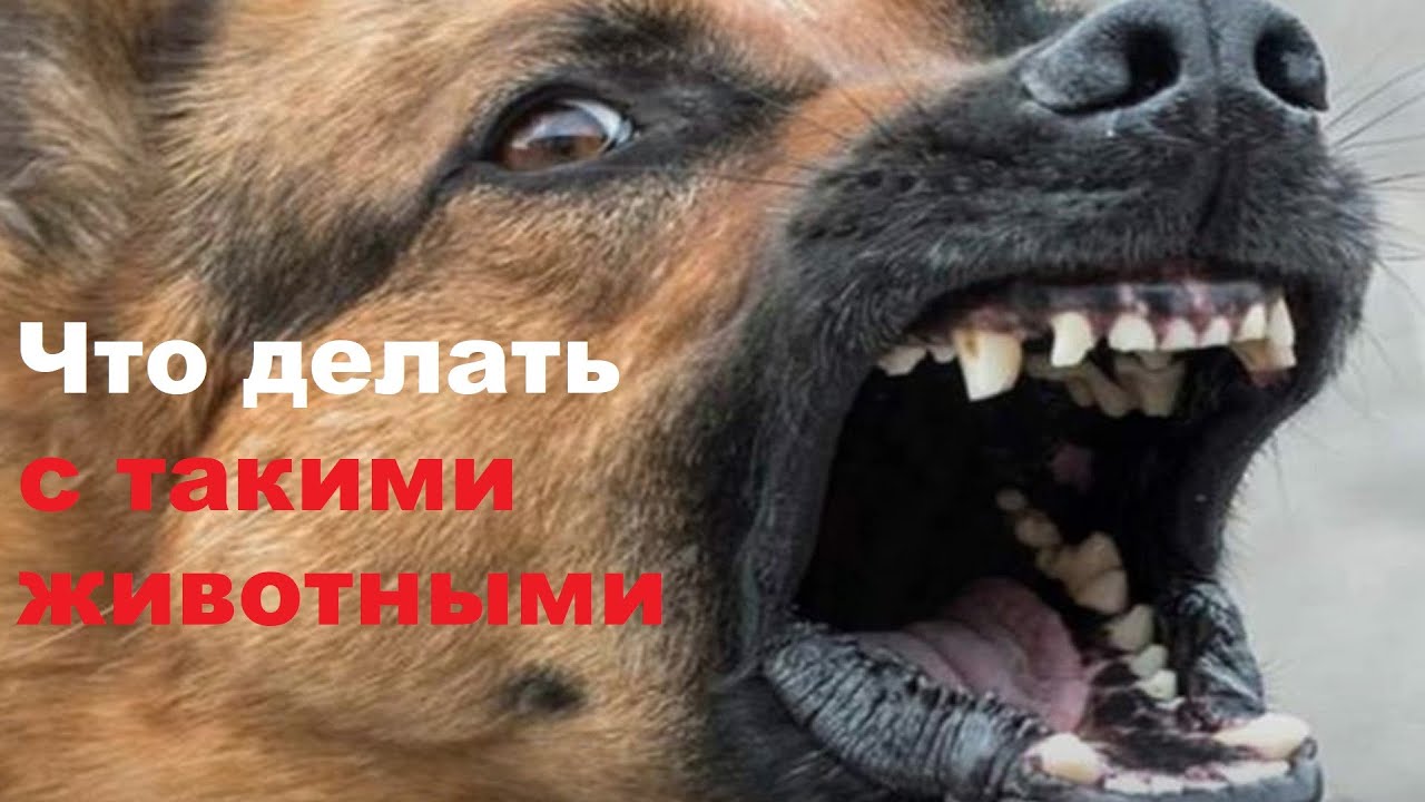 БУДЕТ ЧИПИРОВАНИЕ🤦‍♂️ ЖИВОТНЫХ🐕‍🦺 ОБЯЖУТ РЕГИСТРИРОВАТЬ