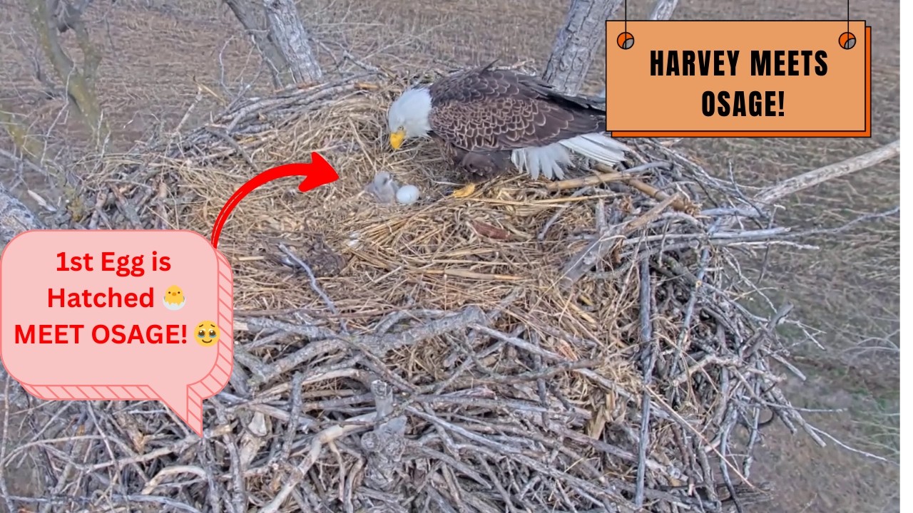 Ellie and Harvey 1st Hatch (OSAGE) is HERE!