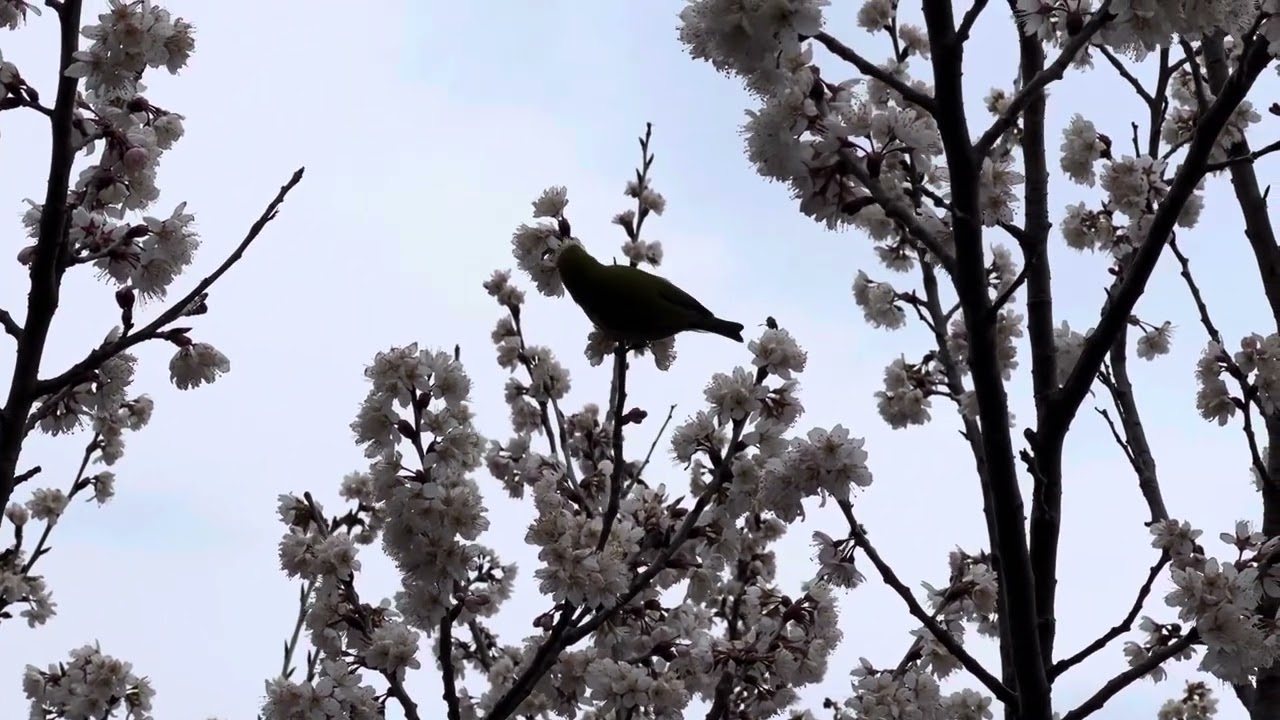花の蜜を吸うメジロたち