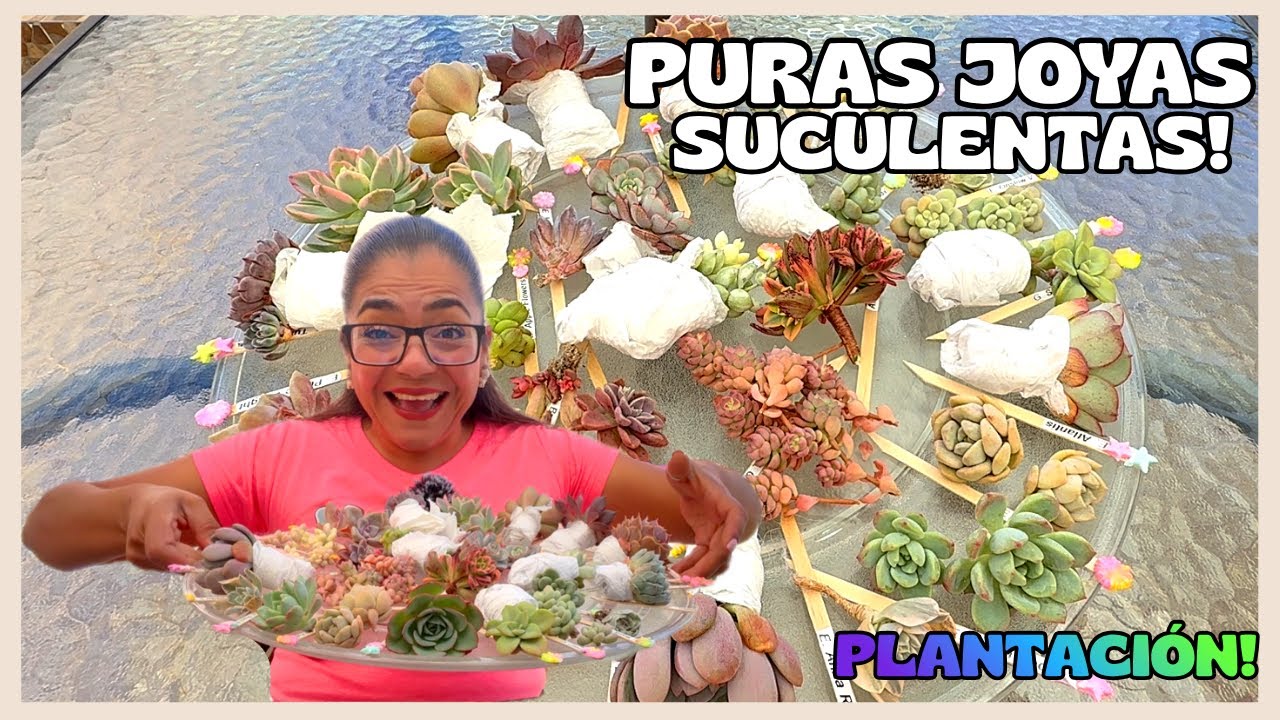 MAS DE 30 SUCULENTAS HERMOSAS PLANTADAS CON AMOR | REGALOS MUY ESPECIALES