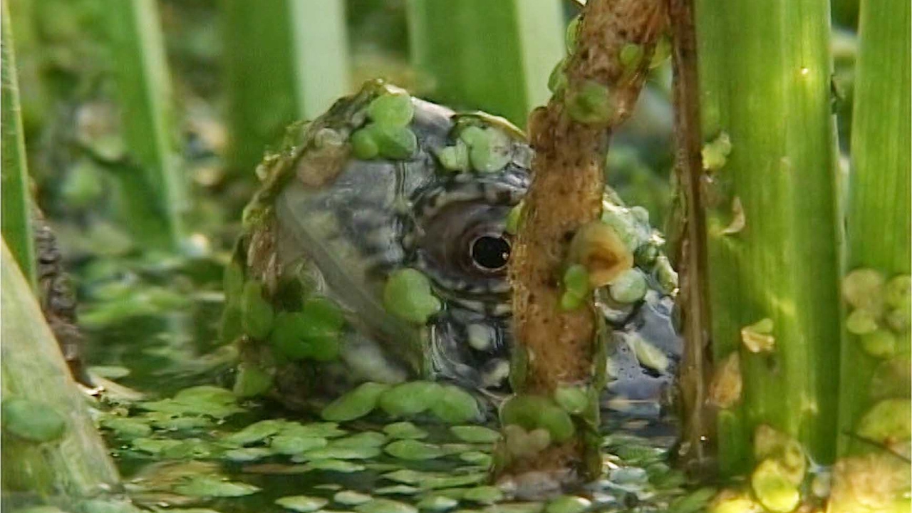ŻÓŁW BŁOTNY - PERŁA HERPETOFAUNY KOZIENICKIEGO PARKU KRAJOBRAZOWEGO