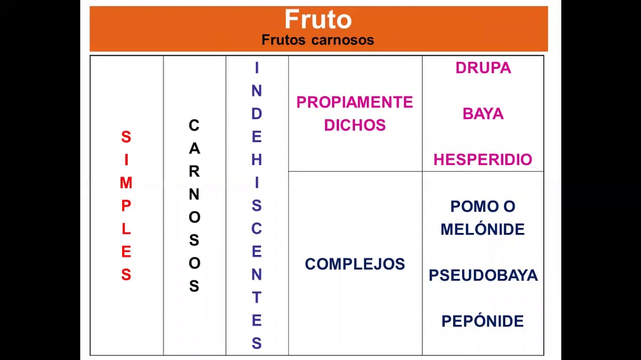 Te&oacute;rico 9 Fruto
