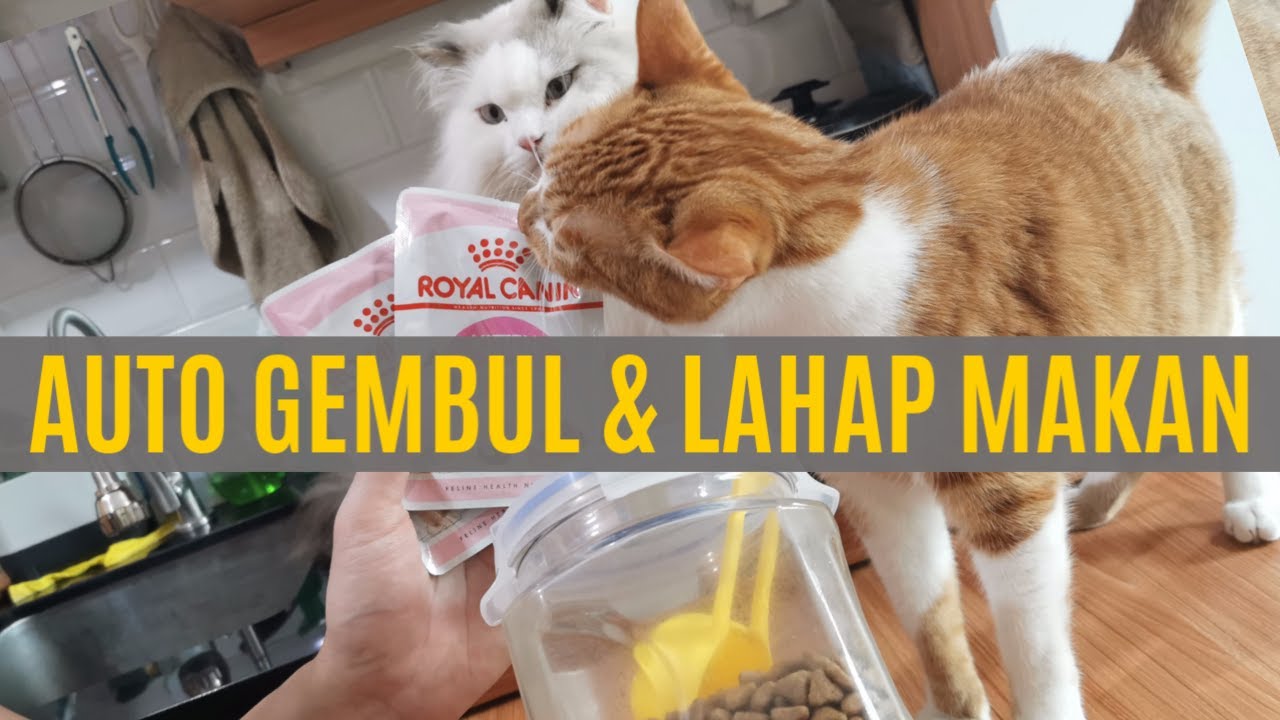 Trik Baru: Mencampur Dry Food Dan Wet Food