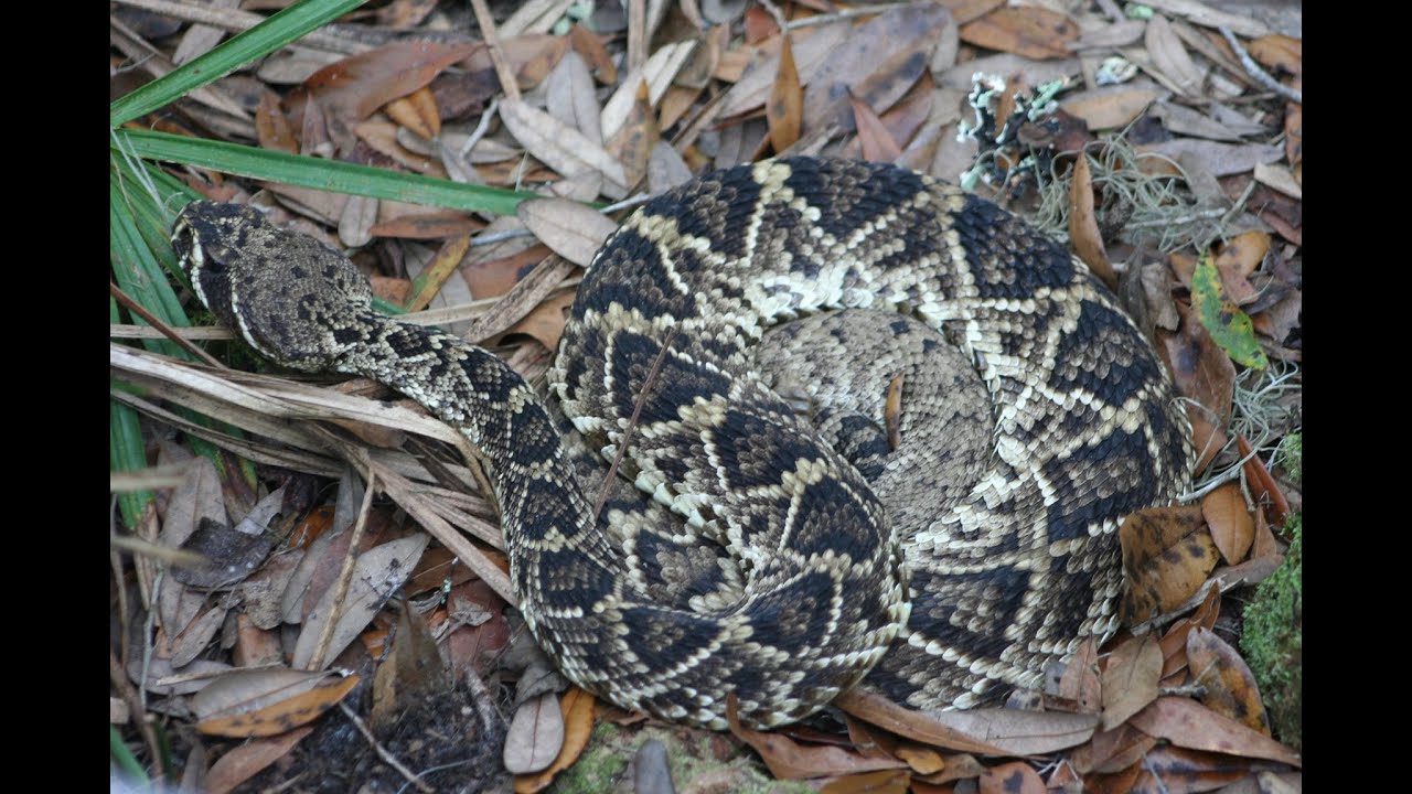 Snakes of Florida