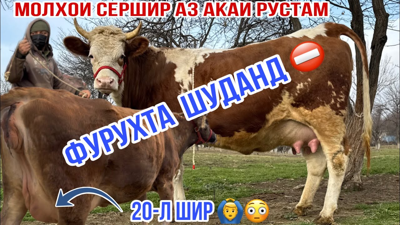 МОЛХОИ АКАИ РУСТАМ МОЛХОИ СЕРШИР УСПЕТ КУНЕД ! 7 февраля 2026 г.