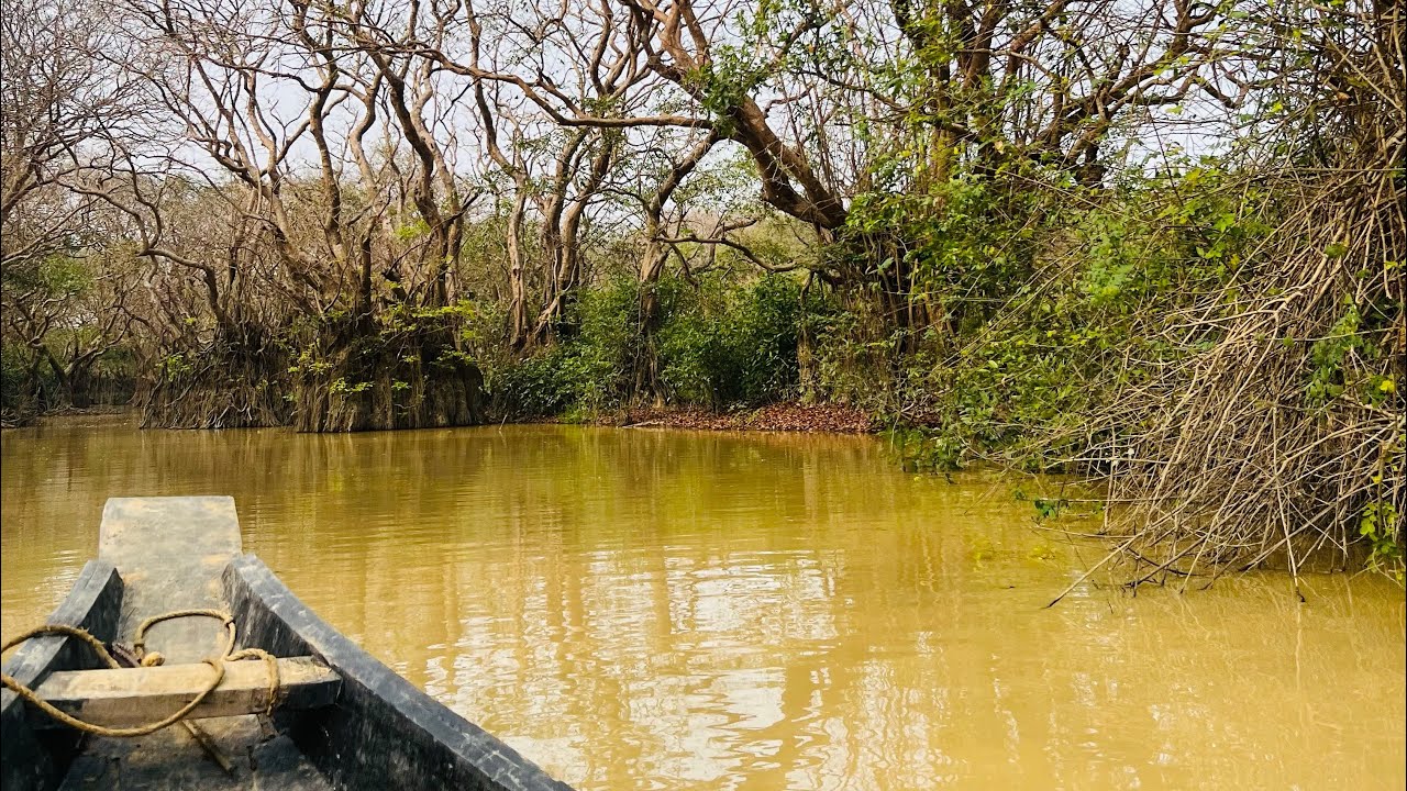 সিলেটের রাতারগুল ভ্রমন || Sylhet Ratargul tour
