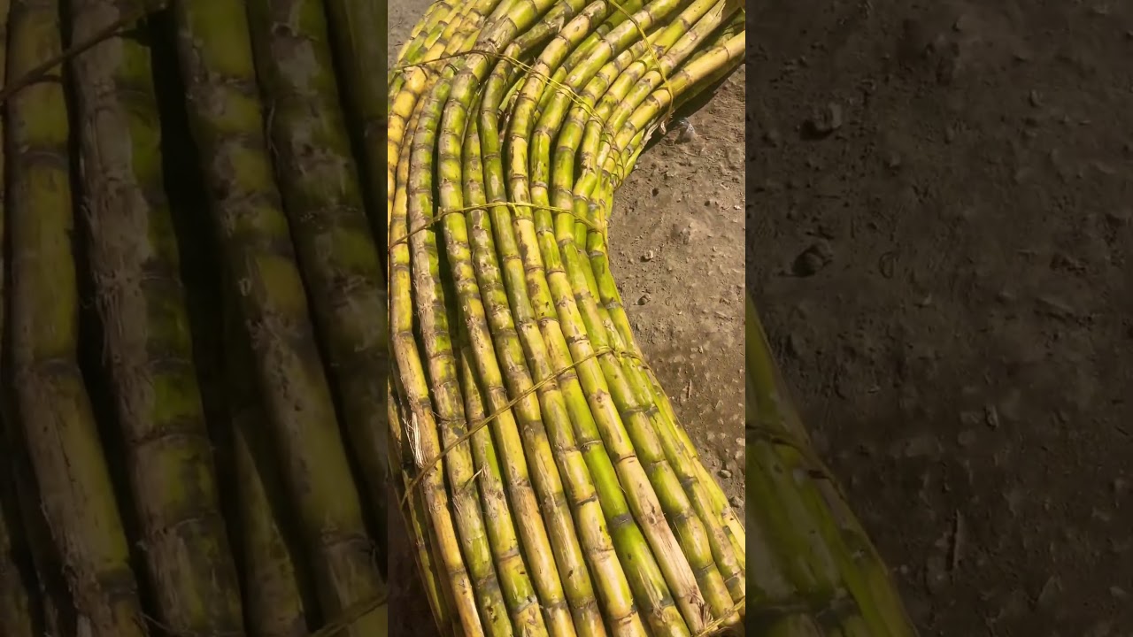 Africa fresh Sugarcane/ village life #africa #primitivetechnology #cooking #nature #primitive #cook
