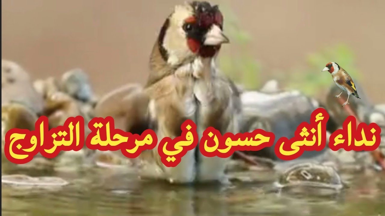 🚨 نداء أنثى الحسون الجاهزة للتزاوج | صوت يجنن الذكر