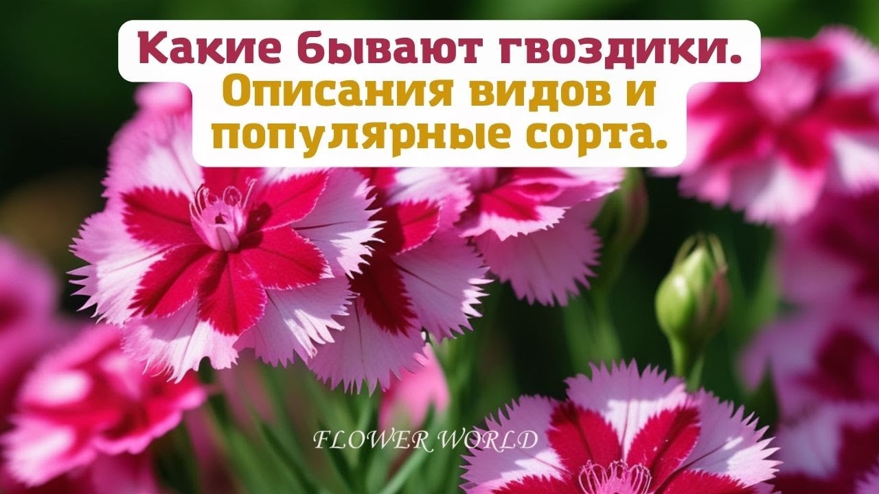 Какие бывают гвоздики, описания видов, популярные сорта.💐