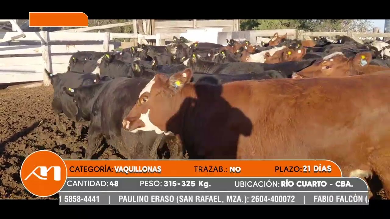 LOTE 87