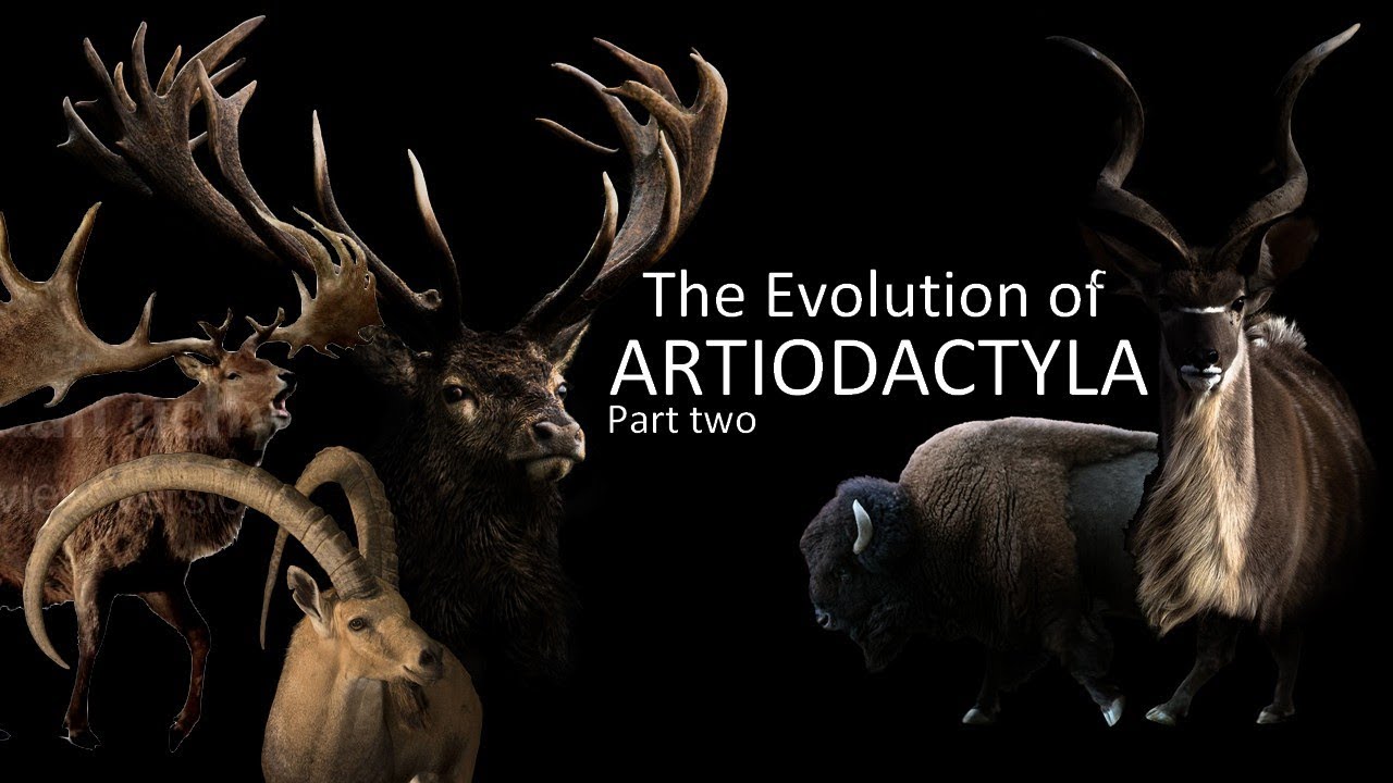 The Evolution of Artiodactyls (part two) : Deers, antelopes and goats 🦌🐂