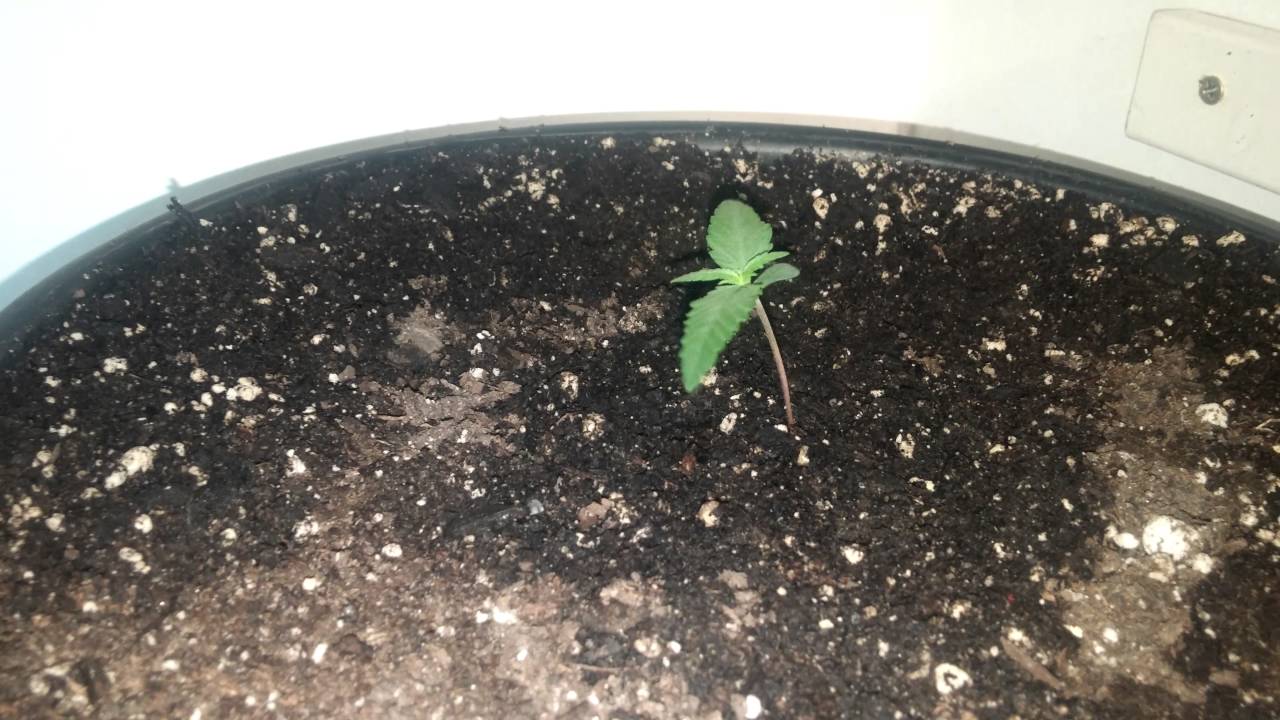 Fastbuds Fastberry - Day 7 Update