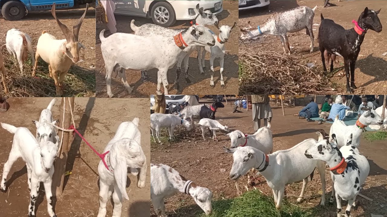 Sindhi Goat breeds