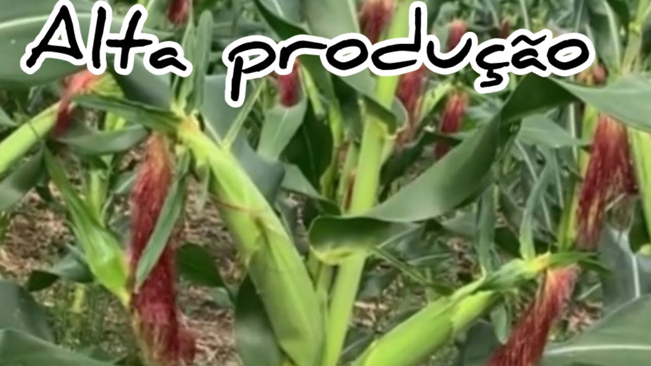 Qual milho mais produtiva que o já plantei no meu terreno!!!qual o melhor milho 