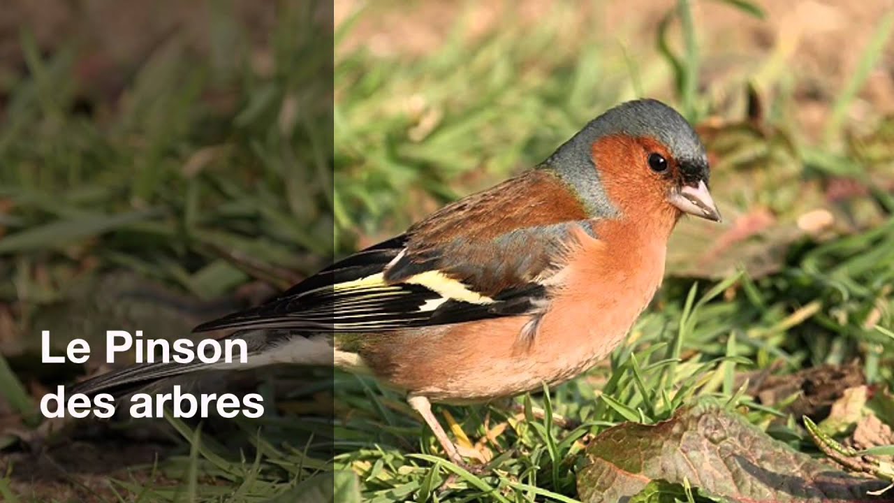 Le Pinson des arbres (LPO)