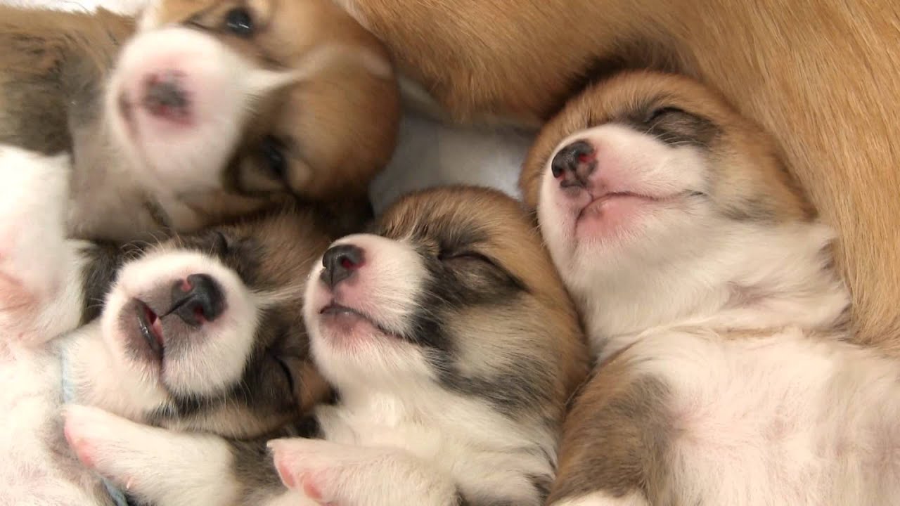 コーギー赤ちゃん、生後16 18日目