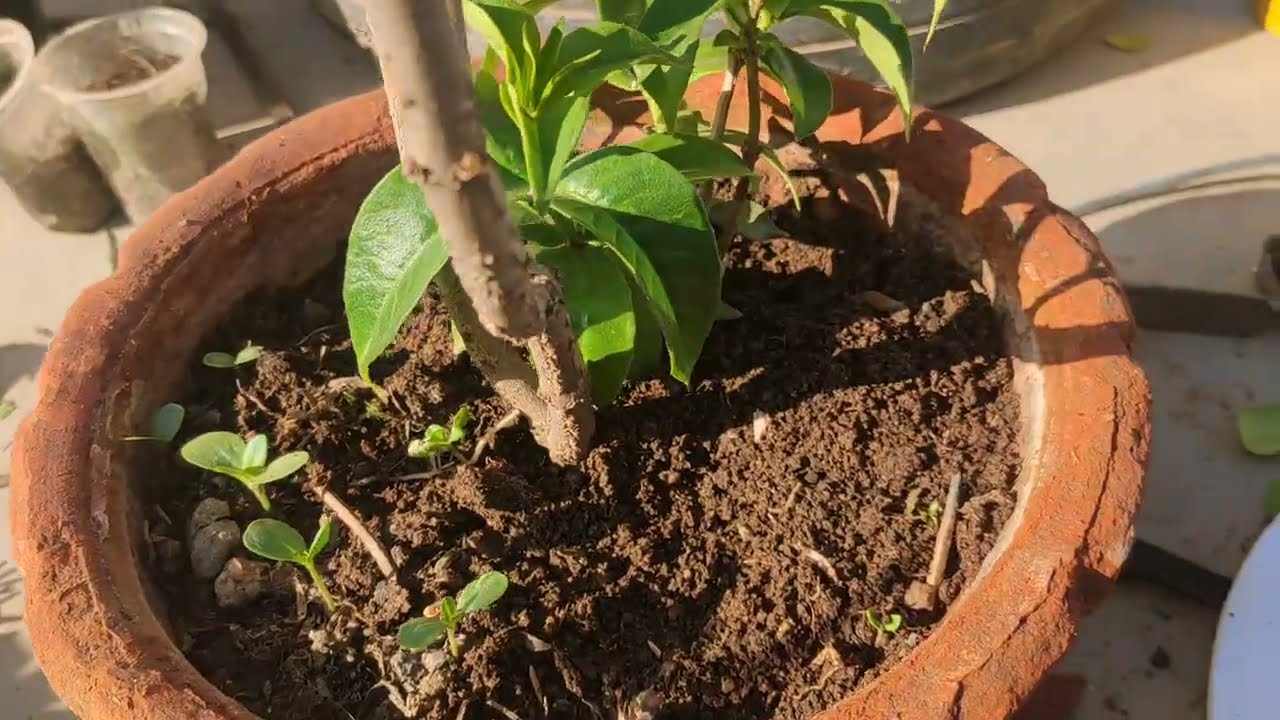 Allamanda plant me paye dher sare flowers kaise ?# allamanda # plant care #