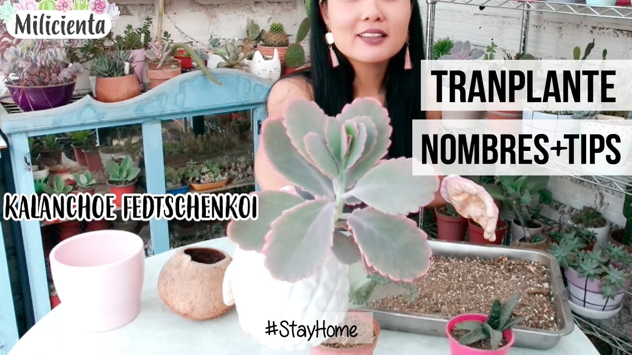 TRANSPLANTANDO SUCULENTAS+TIPS+NOMBRES | MILICIENTA