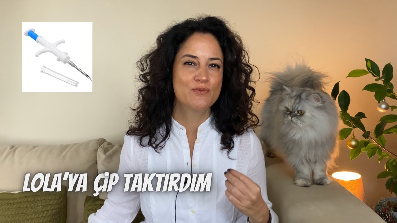 Lola’ya evde nasıl çip taktırdım⁉️Tüm detaylarıyla evcil hayvanlarda çip, son tarih 31.12.2022