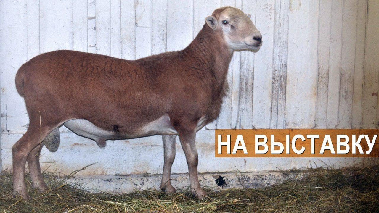 Катумские овцы на выставку. СХП 
