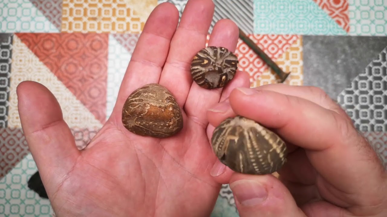Random Stuff - More Mudlarking, Autumn Forest Walk