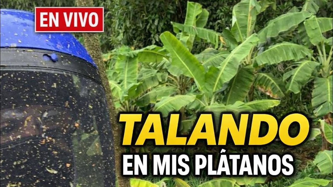 Talando en mis plátanos 🌱🍌 #agriculture #envivo #gabyrushsiembra #agricultura 