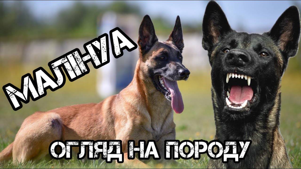 Бельгійська вівчарка МАЛІНУА