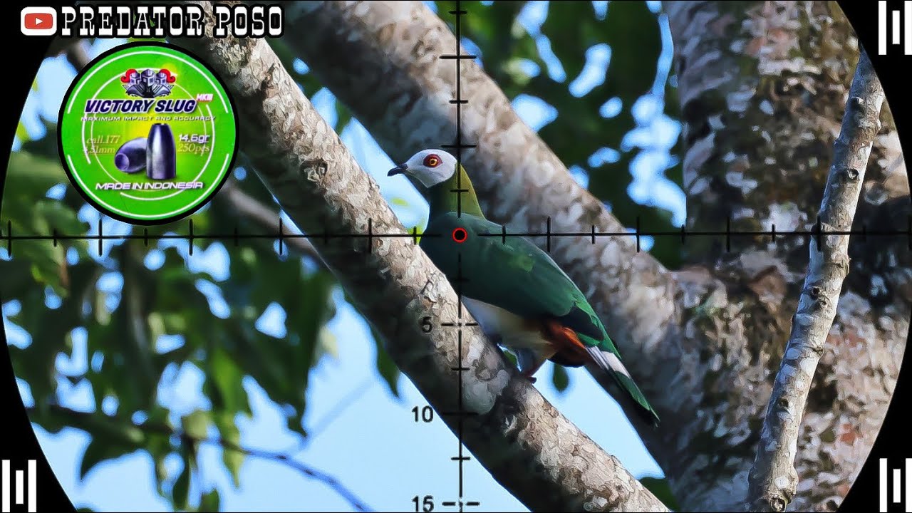 POIN PERGAM JUMBO / BERBURU BURUNG PERGAM DI SPOT POHON BERINGIN 