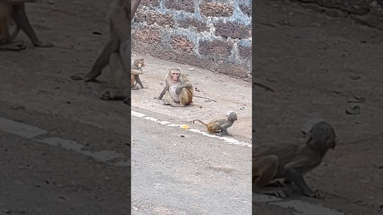 Temperament of Angry Baby Monkey 🙉 🔥