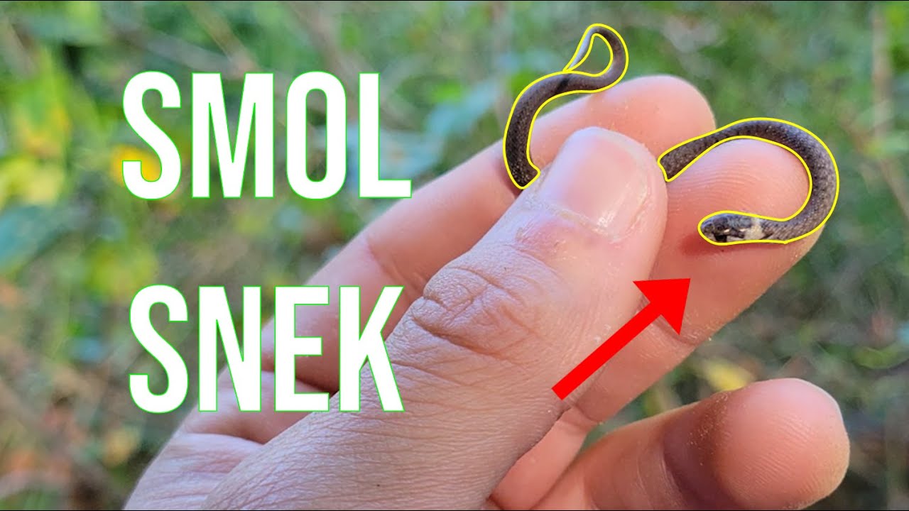 The Smallest Snake I've Ever Caught!