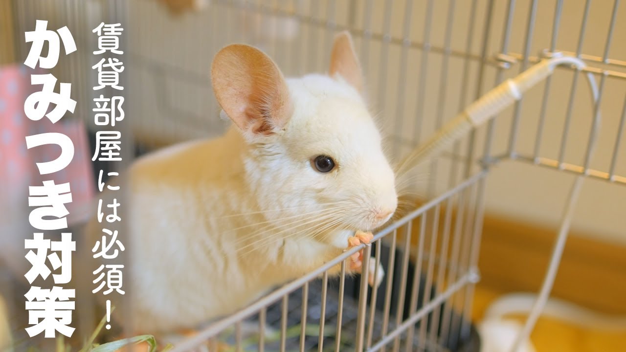 チンチラ放し飼い対策！賃貸の部屋を守り抜く！No.159