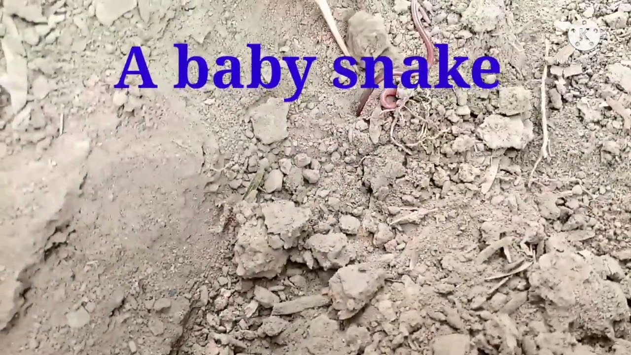 سانپ کا ایک چھوٹا بچہ۔جو آپ نے کھبی بھی نہیں دیکھا ہوگا۔۔۔