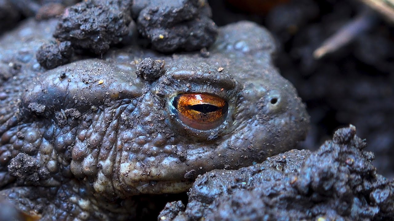 First Toads & Newts of the year at The Growing Kitchen, East London UK