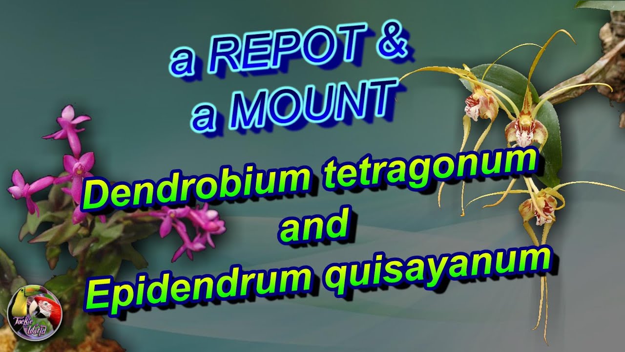 an ORCHID REPOT & a MOUNT -Dendrobium tetragonum & Epidendrum quisayanum