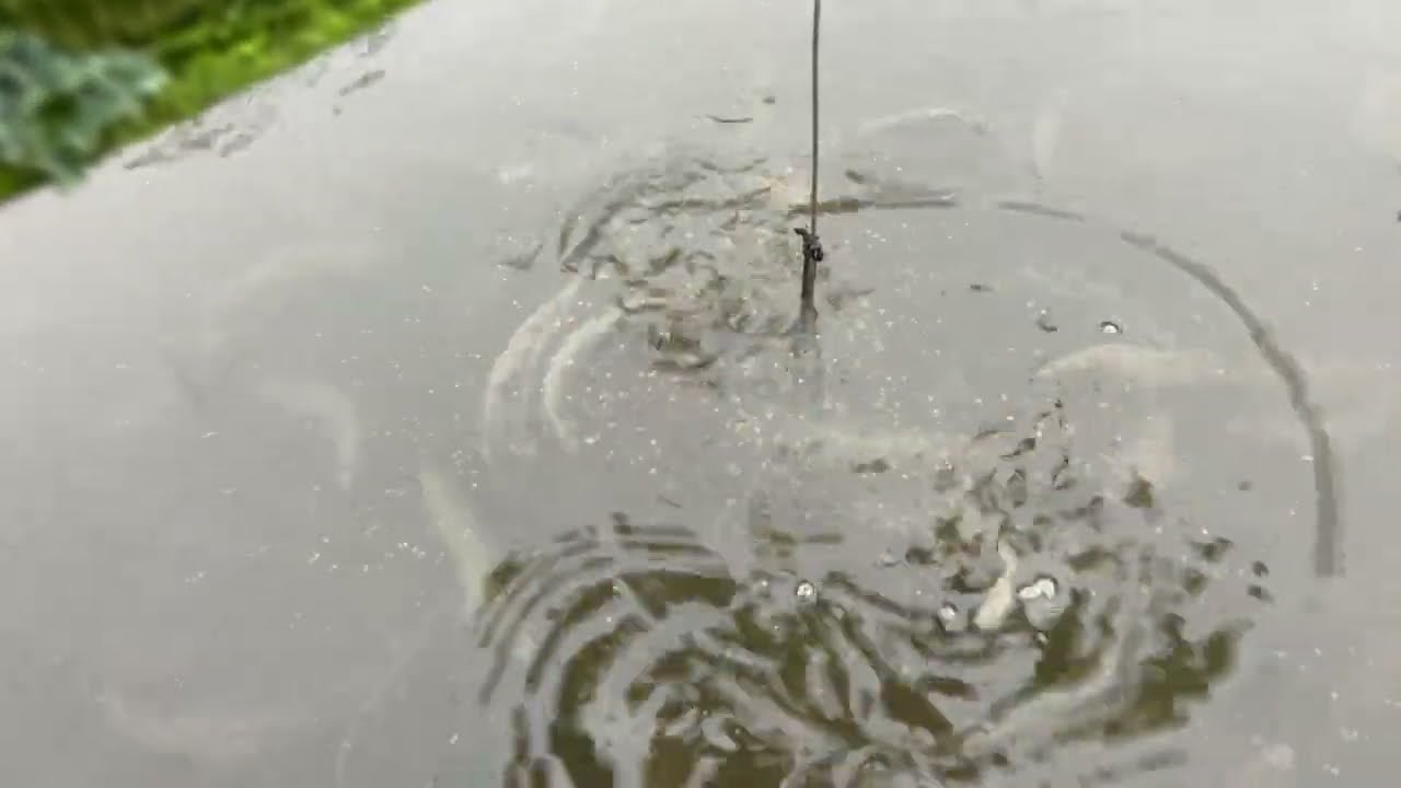 De små havørreder i Dam 11, på dambruget / Die kleinen Meerforellen in Teich 11 auf der Fischzucht