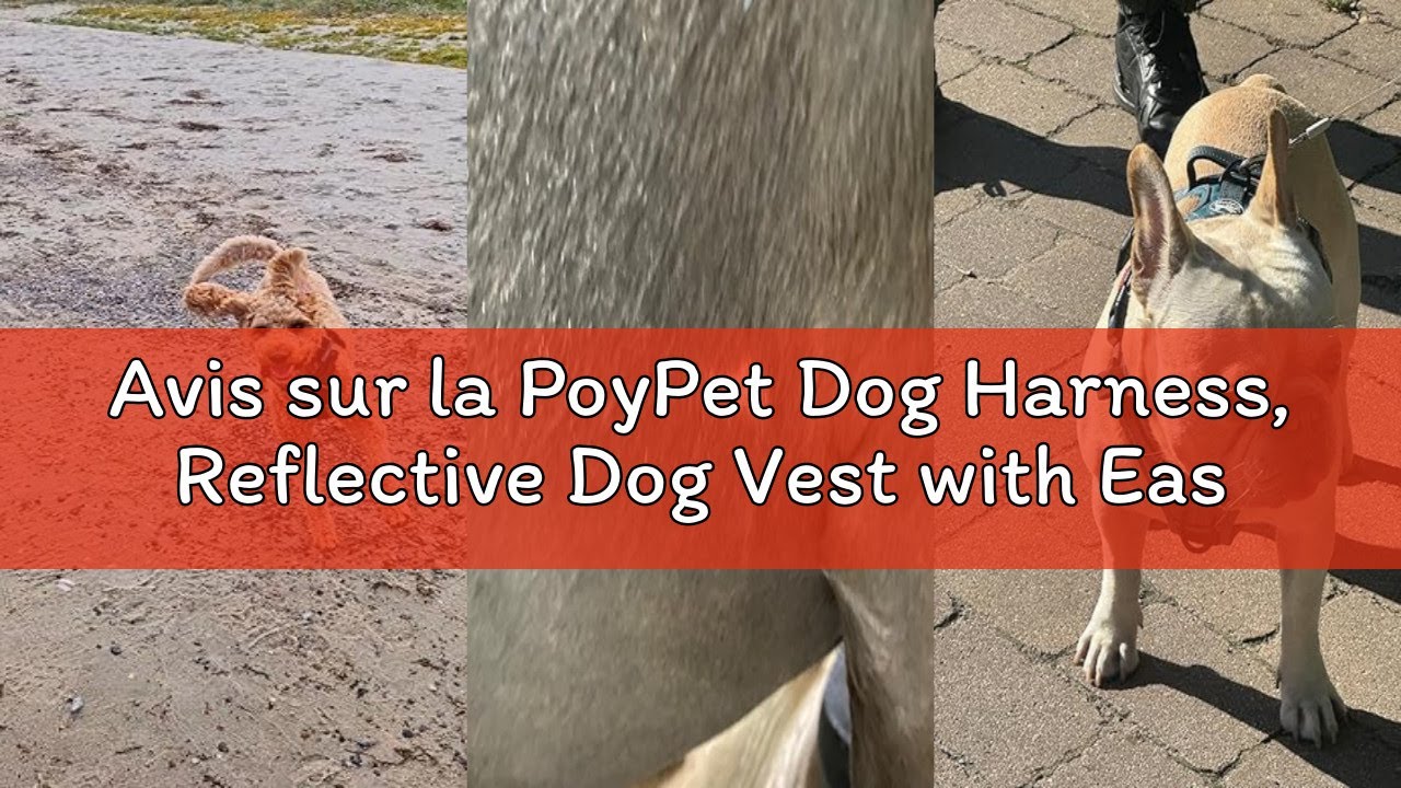 Avis sur la PoyPet Dog Harness, Reflective Dog Vest with Easy Control, Perfect Handle and Back for D