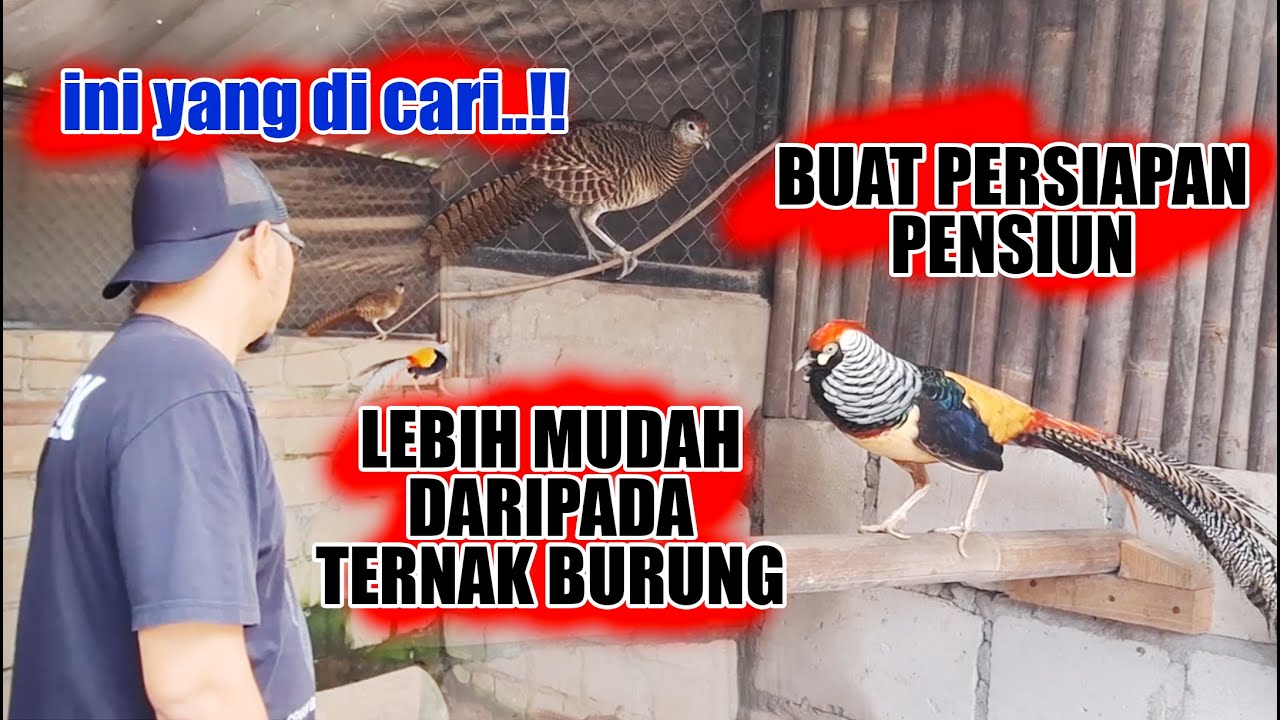 DARI HOBI JADI INVESTASI - PROSPEK TERNAK AYAM HIAS PALING MENGUNTUNGKAN !! SEMUA BISA COBA
